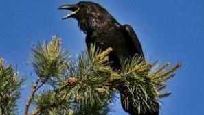 Co to vypadá a jak moc pták žije